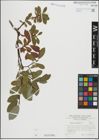 Foto von Salix hastata L.